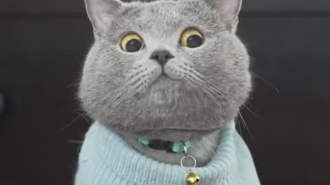 The Ultimate Viral Cat Video
