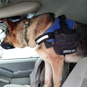 Service Dog Is Impatient To Do His Job