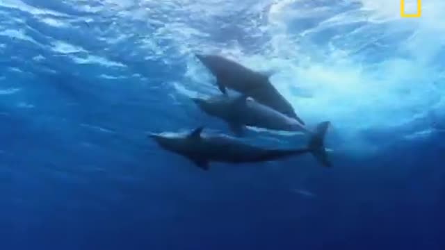 Bottlenose Dolphin Gang Rumble - National Geographic_Cut