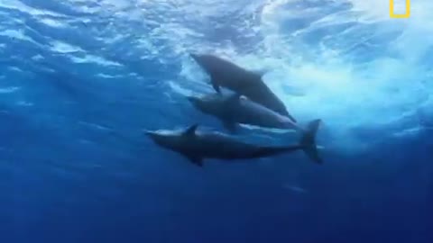 Bottlenose Dolphin Gang Rumble - National Geographic_Cut