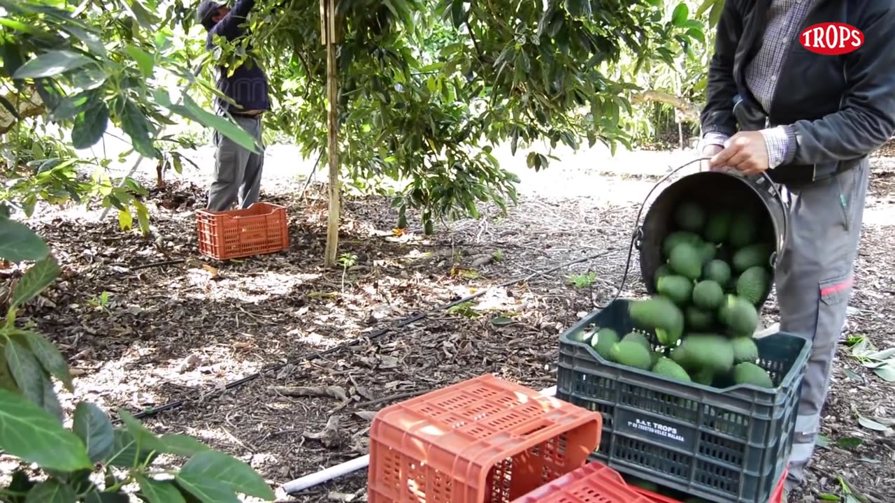 Avocado Harvesting and Processing in Factory - Avocado Farm and Harvest