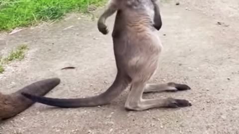 Little Kangaroo, Scared by Noise