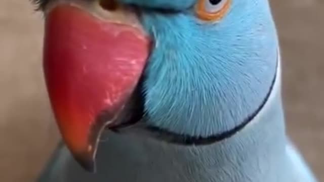 Funny Parrots Compilation