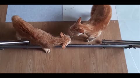 Cats Fighting and Meowing