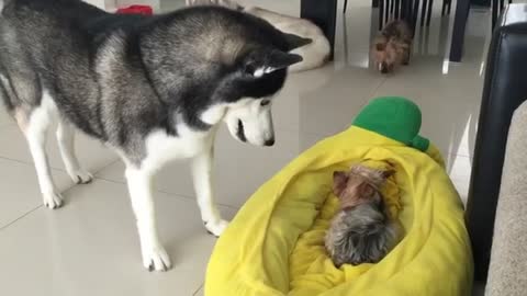 Husky discute con perros pequeños por el dominio de la cama