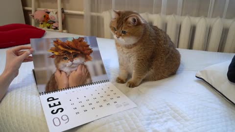 Hosico Calendar 2022!