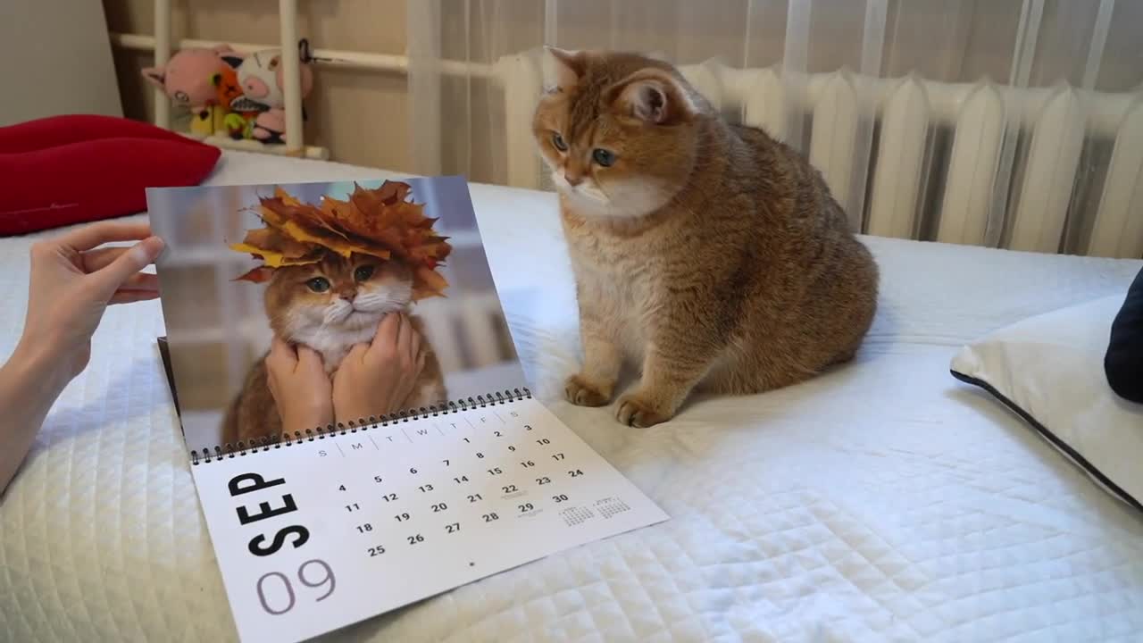 Hosico Calendar 2022!