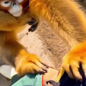 Beautiful Monkey cuteness overloaded |Funny animal videos|try not to laugh