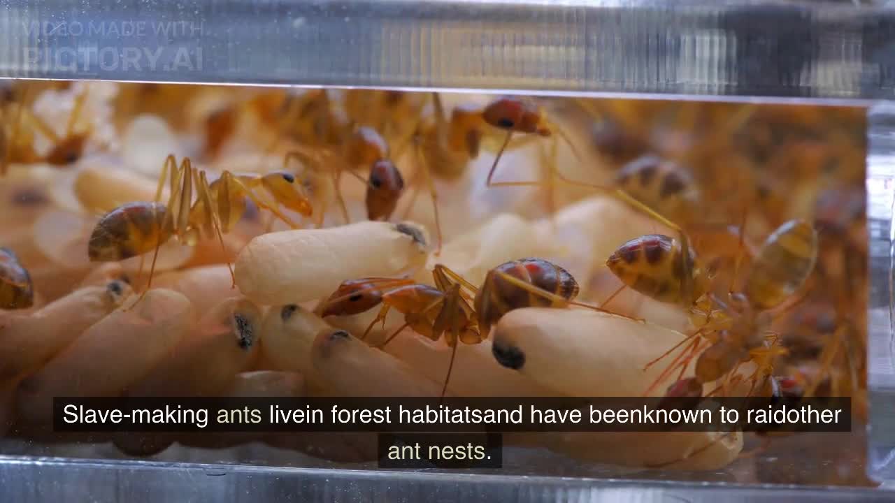 THE 5 LARGEST ANTS INTHE WORLDS