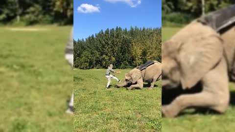 Man Does An Epic Back Flip With The Help Of An Elephant