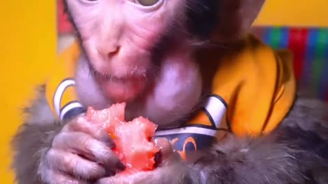 Monkey 🐒 eating Tomato 🍅 like a good boy