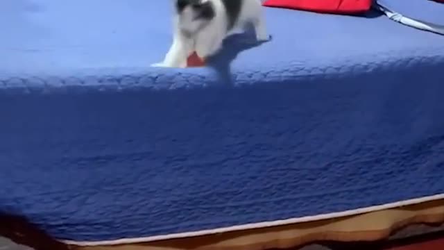 Goofy cats and dogs