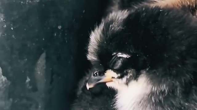 Sleepy chicks