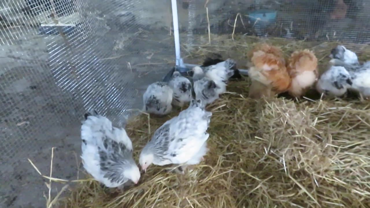 Brahma chickens (3)