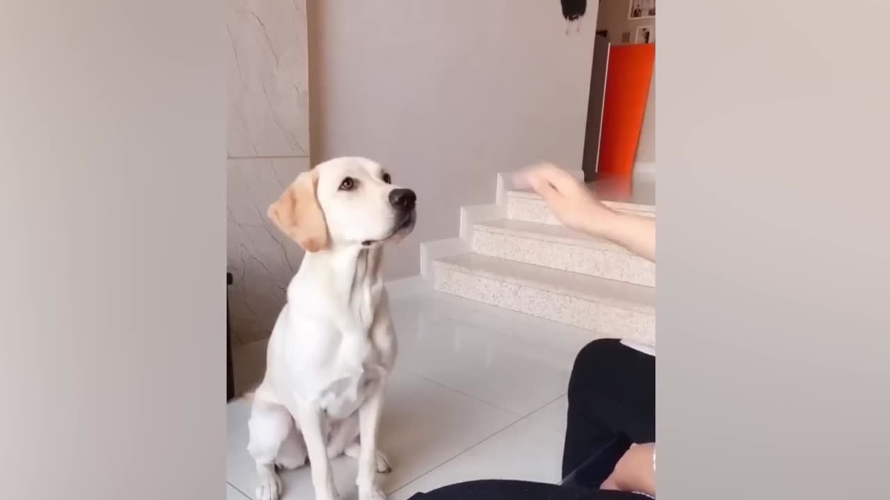 Fun With Dog