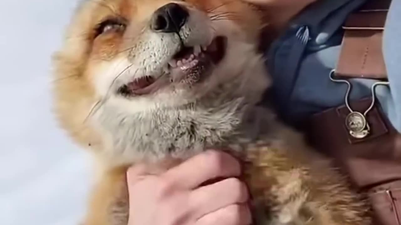 How a wild fox become a pet of woman