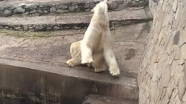 Polar bear