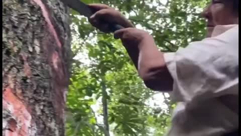 How to make chewing gum from a tree