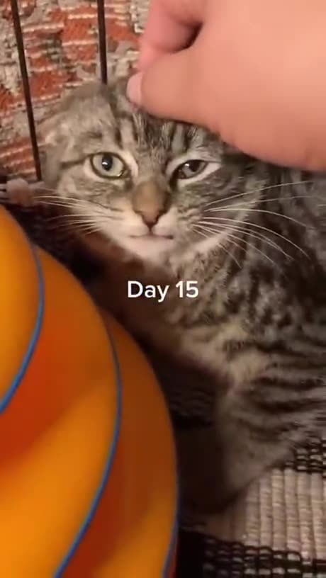 Home Training a Stray Cat!