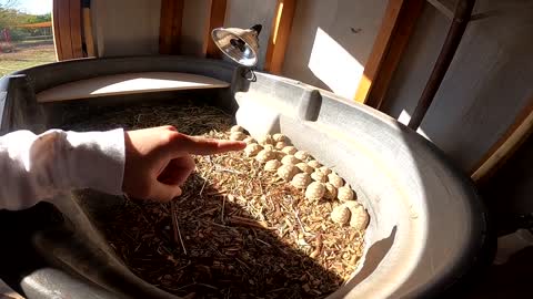 Feeding ALL My Tortoises! - Daily Routine-3