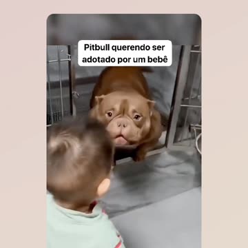 Cute Pitbull wanting to be adopted... every trick to seduce is valid...