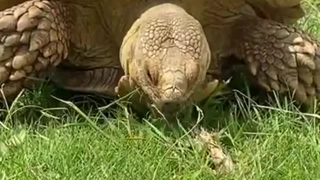 Tortoise eating grass