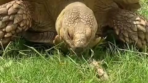 Tortoise eating grass