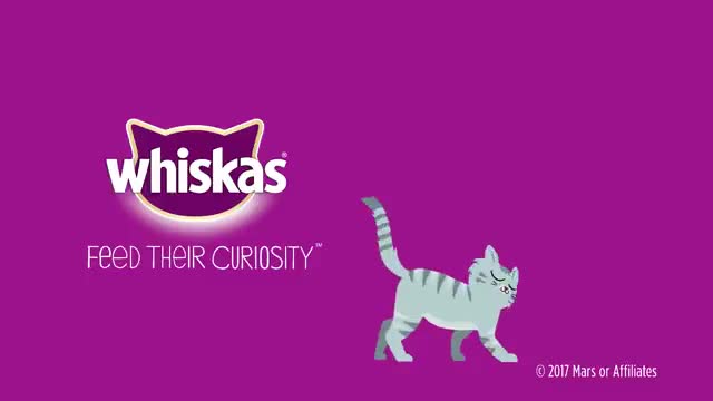 What Is A Healthy Diet For Cats_ - Whiskas K.I.T._2