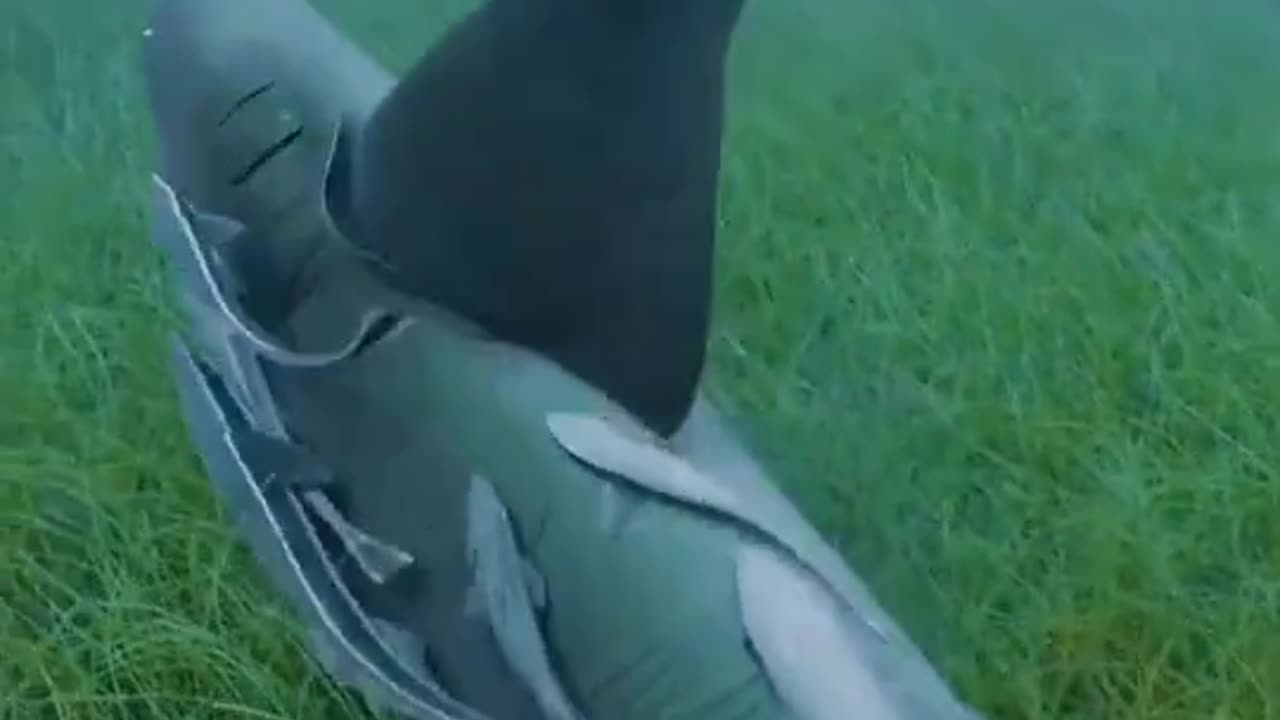 A Shark and its kids Enjoying Sea grass