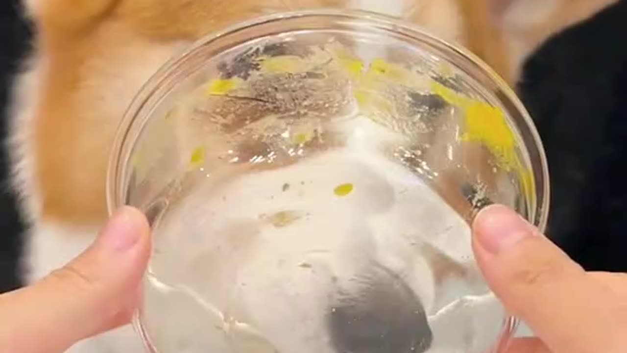 Eating Liquid and Washing the Dish - Cute Doggy Manners