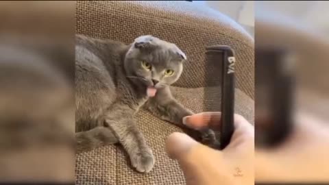 Cute and funny cat video.