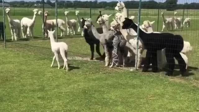 Alpacas Stalking A Baby Alpaca