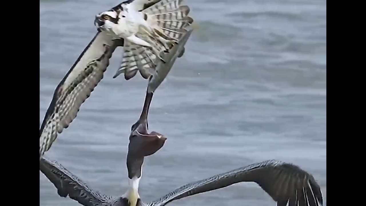 Insane Brown Pelican attacks Osprey and tries to steal a fish.