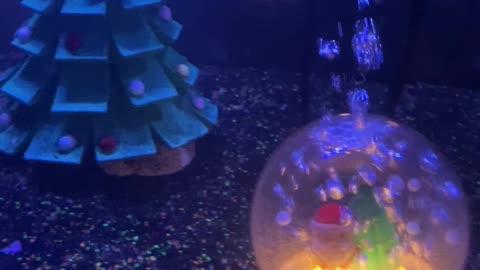 Its fishmas time!