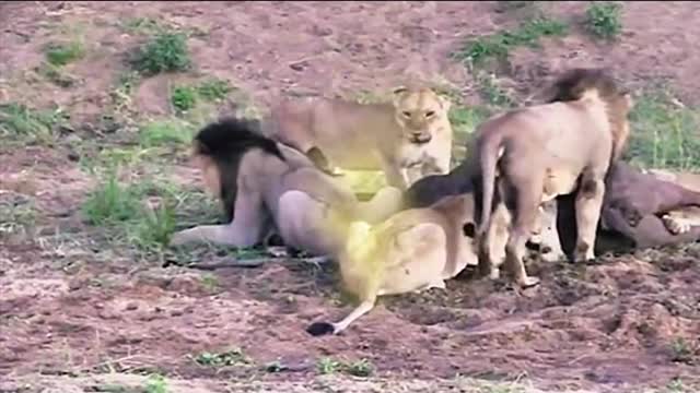 Lion’s Rules, can’t fart during eating