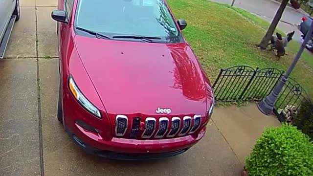 The twins tree a squirrel