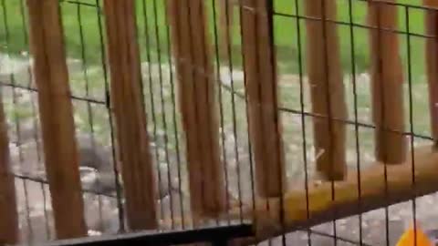 Jasper Blues Siberians Enjoying a Hail Storm