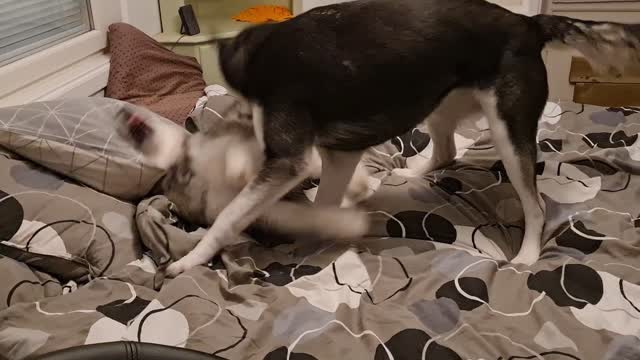 Malamute / Husky Puppy fights back! [Against Parents]