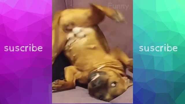 funny dog play gamen