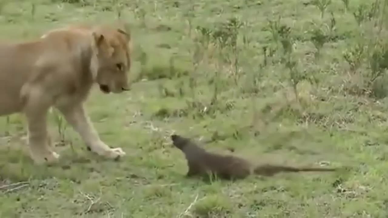 Mongoose Teaches a Lion a Lesson He'll Never Forget