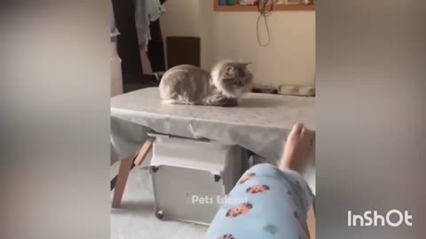 Super funny cats 🐈🤣 3