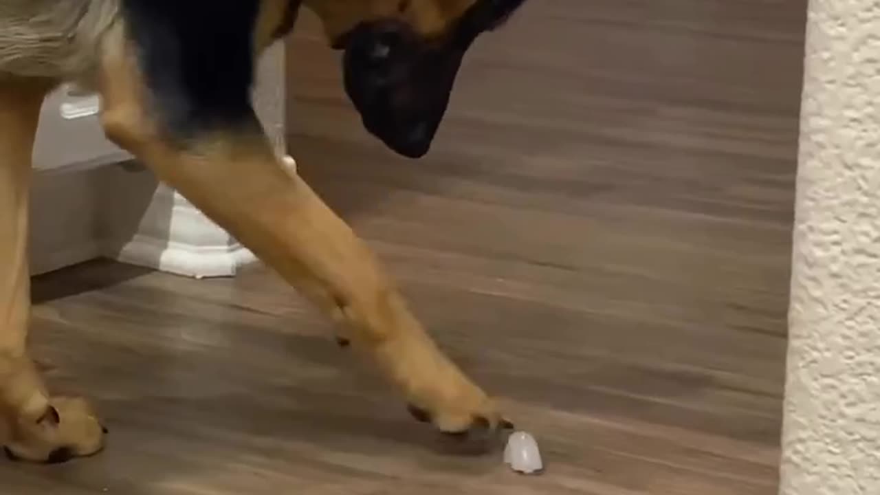 Funny Dog