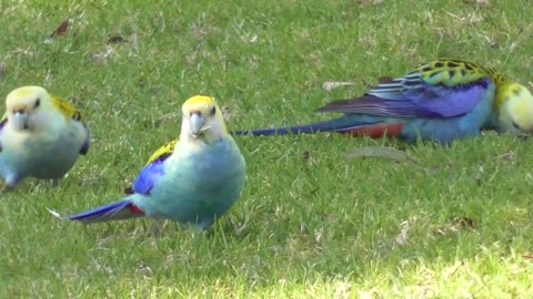 Pale-headed rosella _ Platycercus adscitus