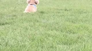 Boy and Dog are Bound to be Buddies