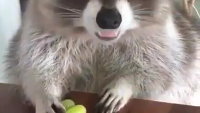 Raccoon: "don't touch my grapes!"