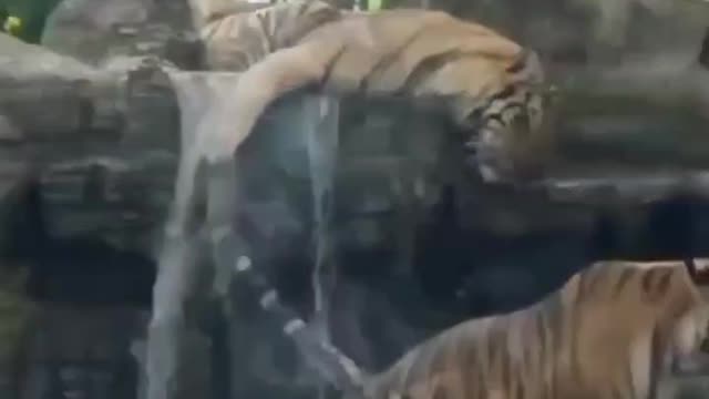 Tiger is alive