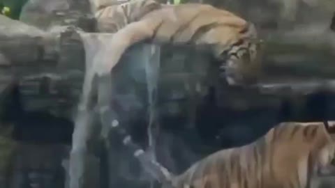 Tiger is alive