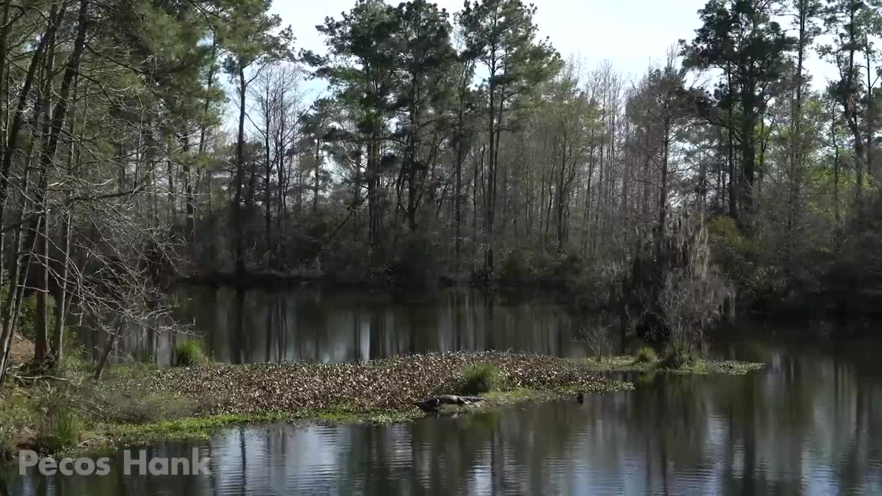 MONSTER TURTLE ATTACKS BIG ALLIGATOR - The Alligator Snapping Turtle