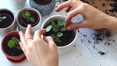 Plant propagation for beginners » 5 indoor plants