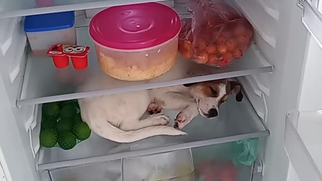 Dog Wants to Sleep in Fridge When it Gets Hot
